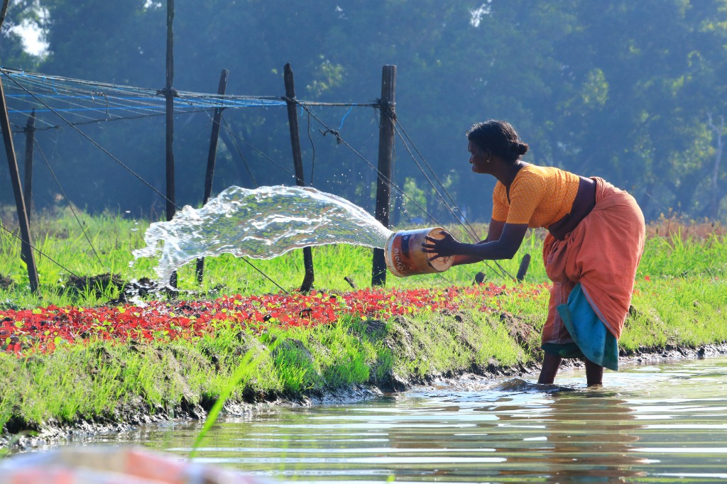 Misty Spices of Wayanad